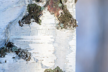 White bark of a birch tree with lichen