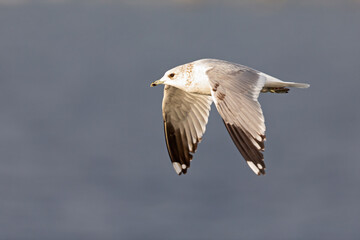 A common gull (Larus canus) in flight at a lake in the city of Berlin