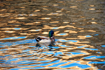 The Mallard Anas platyrhynchos is a species of anseriform bird of the Anatidae family, swimming at dusk.