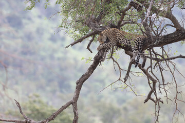 Leopard / Leopard / Panthera pardus.