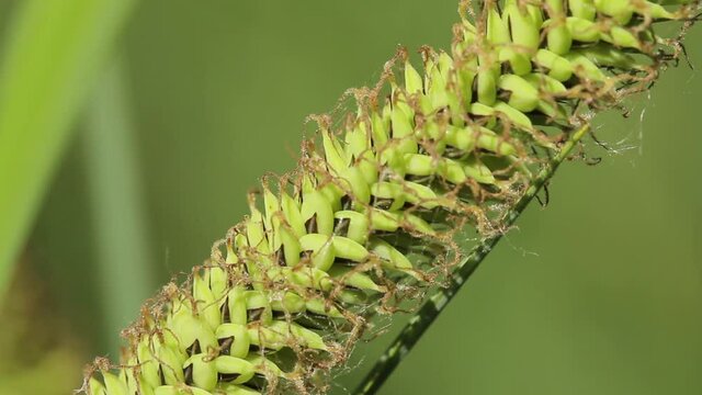 The flowers of the sedge (Carex elata)