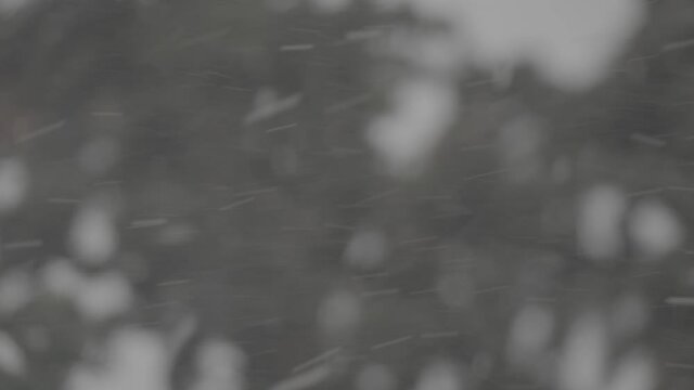Fichte Ast Schneefall_4K_SLog3_007