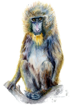 Watercolor monkey isolated on a white background