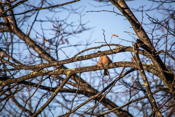 bird on a branch