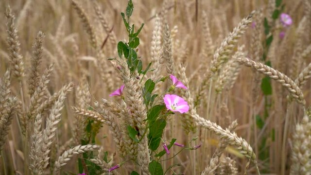 Bl&uuml;hende Ackerwinde an Weizen&auml;hren in einem Feld in Nahaufnahme