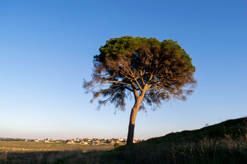 Fototapeta premium tree in the field