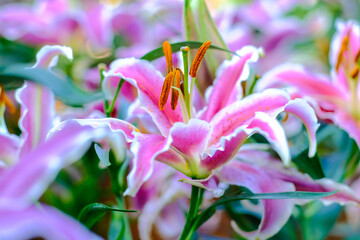 Colorful pink lily flower in winter garden