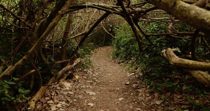 a dark forest path with vegetation tunnel