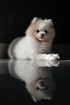Little  white Pomeranian spitz-dog puppy isolated and laying on the floor looking streight ..