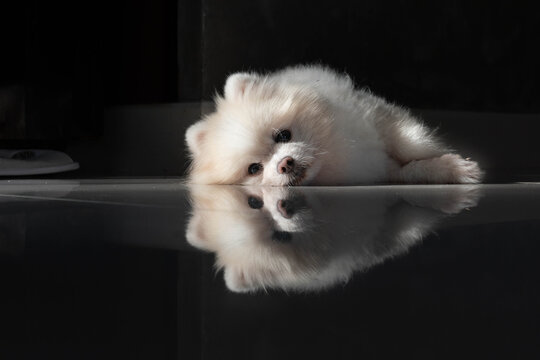 Little  white Pomeranian spitz-dog puppy isolated and laying on the floor looking streight .