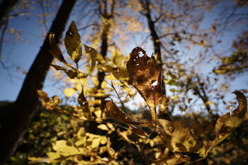 Autumn Leaves in Woods