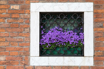 Violet flowers of Dalmation bellflower Campanula portenschlagiana looking through window grill, Venice, Italy