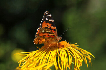 Beautiful yellow blooming flower, (real Alant, Inula helenium)
is visited by a butterfly, (Painted lady)