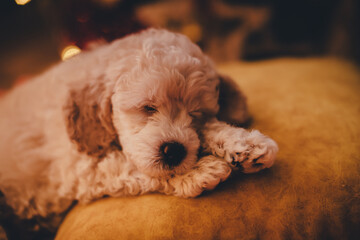 Cute poodle puppy sleeping on a pillow under a christmas tree