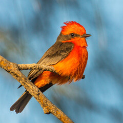Vermilion Flycatcher perched in a tree