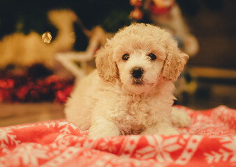 Cute poodle puppy under the christmas tree