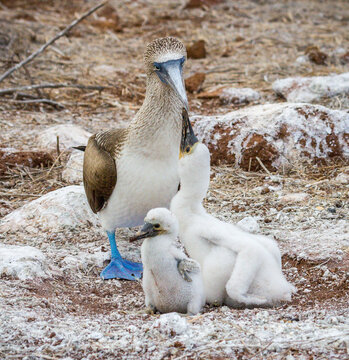 baby blue footed booby