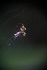 Close-up of spider preying on the grasshopper. The process of winding a web of victims. Spider has caught a grasshopper.