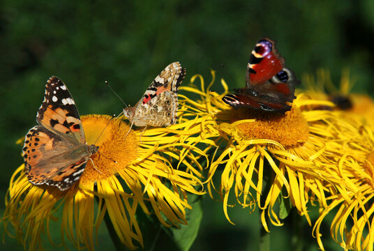 Beautiful yellow blooming flower, (real Alant, Inula helenium)
is visited by a butterfly. (Painted lady) and a Peacock butterfly,