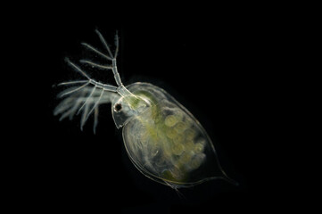 ミジンコ黒背景