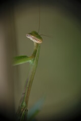 Fototapeta premium Close-up of praying mantis in the garden.