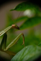 Close-up of praying mantis in the garden.