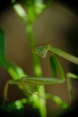 Close-up of praying mantis in the garden.