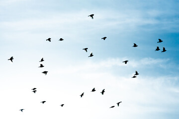 Birds Flying in Blue Sky