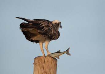 Osprey with a fish perched on a electric pole at Hawar island of Bahrain