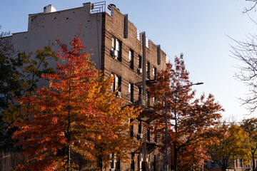 Old Brick Residential Buildings in Astoria Queens New York with Colorful Trees during Autumn