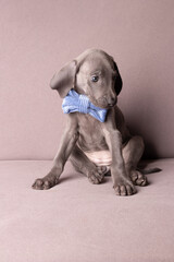 Weimaraner Welpen mit einer Fliege im Studio