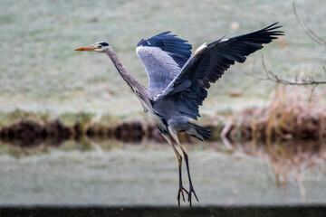 Graureiher (Ardea cinerea)