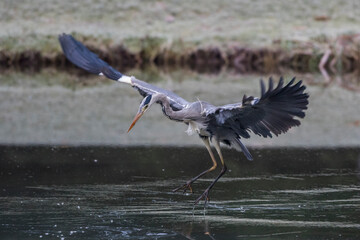 Graureiher (Ardea cinerea)