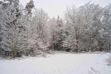 Forest with snow covered trees ..