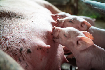 Newborn piglet sucking milk in meat animal farm