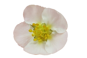 Strawberry flower. Very detailed