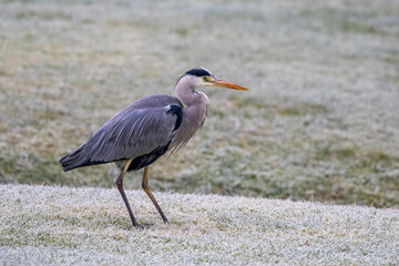 Graureiher (Ardea cinerea)