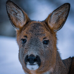 Wild deer in Norway
