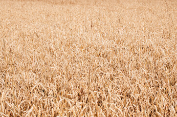 Golden wheat field. Harvest. Background of ripening ears of wheat field. Selective focus.