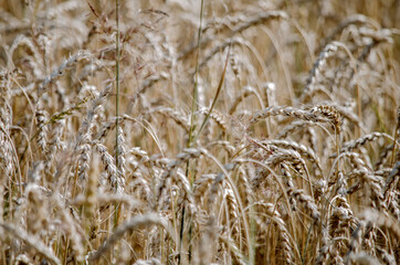 Golden wheat field. Harvest. Background of ripening ears of wheat field. Selective focus.