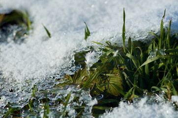Green grass and melting snow