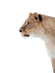 lioness portrait isolated on white background