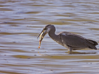 gray heron