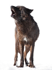 howling canadian wolf isolated on white background