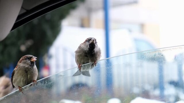 The woman feeds the sparrows from her hands with potatoes. Hungry sparrows take turns sitting on the car window.