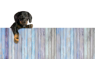 One little puppy dog with board of wooden plank