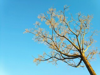 tree branches against blue sky