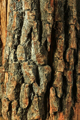 Texture of rough tree bark. The bark of an old tree for the background image.