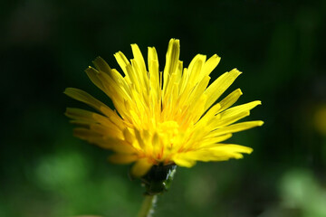 Yellow dandelion flower close up. Macro shot of a dandelion flower.