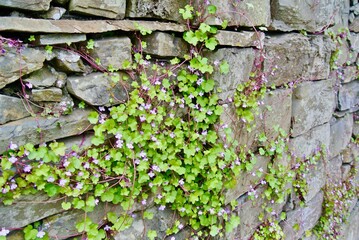 イギリスの岩壁　ツタバウンラン